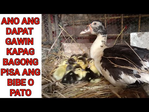 ANO ANG DAPAT GAWIN KAPAG BAGONG PISA ANG BIBE O PATO