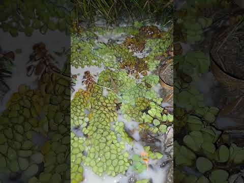 Thumbnail for น้ำสั้นคืออะไร