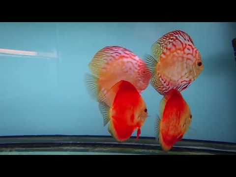 Рекламный ролик разводчика дискусов.