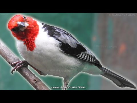 Galo-de-Campina Fêmea Piadeira batendo fogo  | Levanta Fogo de Campina Frio em 25 minutos 12/21 !