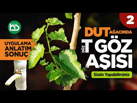 Dut Ağacına Düz T Göz Aşısı Nasıl Yapılır. Uygulamalı, Detaylı Anlatım. (gözaşısı/10)