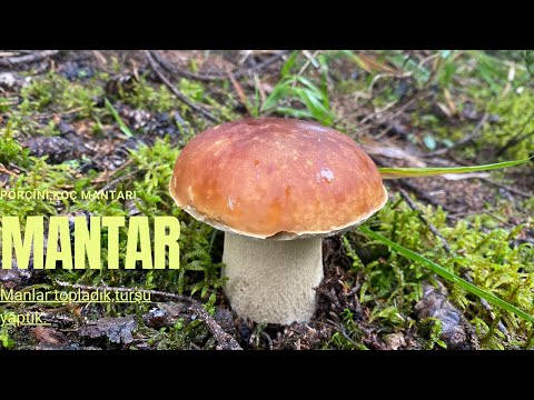Ormanda Mantar Bolluğu/Koç Mantarı/Mantar Turşusu Nasıl Yapılır?