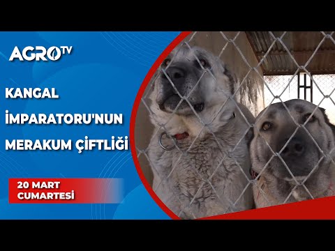 Kangal İmparatoru'nun Merakum Çiftliği / Toprağın İzinden - Agro TV