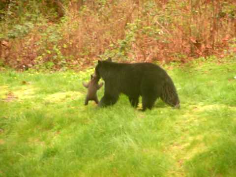 Cub stuck in fence  rescued by mother - Maple Ridge 2010