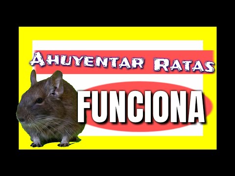 ???? Sonido para AHUYENTAR RATAS para SIEMPRE 2020 [ FUNCIONA ]