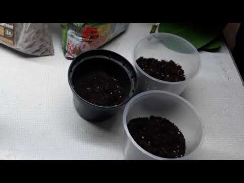 Черенкованый фикус каучуконосный/ посадка черенков фикуса