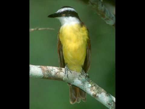 bentevi atrevido chorinho.wmv