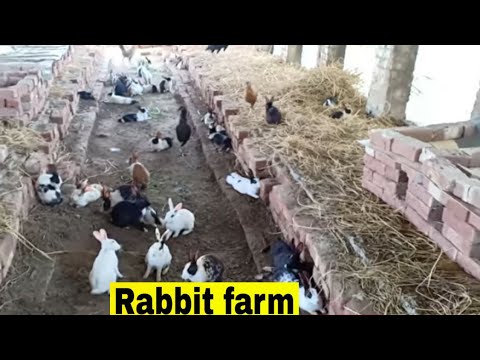 Thumbnail for how to start rabbit farming business 2019 / khargosh farming in Pakistan / rabbit farm information