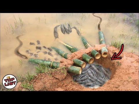 Thumbnail for AUTO DAPAT BANYAK!, Inilah 5 Perangkap Ikan Paling Kreatif Dan Paling Unik