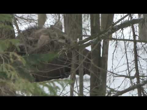 ТРОПЛЕНИЕ И ПОДЪЕМ ЛОСЕЙ