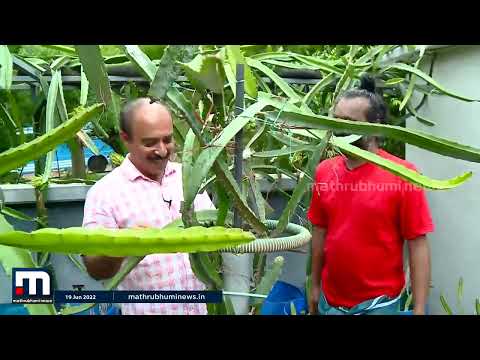 50ലധികം ഡ്രാഗൺ ഫ്രൂട്ട് വെറൈറ്റികളെ മട്ടുപ്പാവിൽ കൃഷി ചെയ്ത് ഒരു കർഷകൻ | Mathrubhumi News