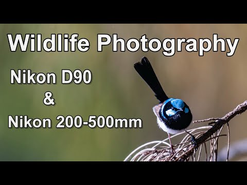 Wildlife Photography - Nikon D90 with Nikon 200-500mm lens