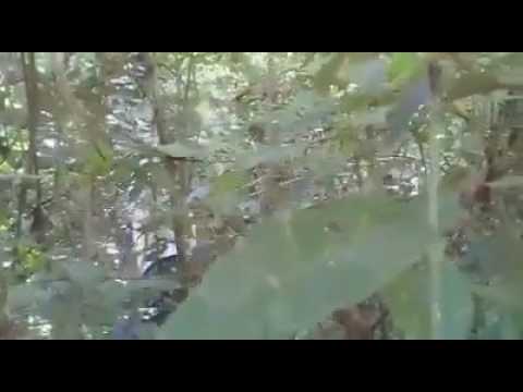 Thumbnail for O maior susto do mundo "ai meu Deus do céu"