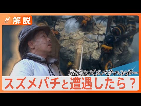 密着スズメバチハンター 6月に入り駆除依頼増、遭遇したらどうする?【Nスタ解説】|TBS NEWS DIG