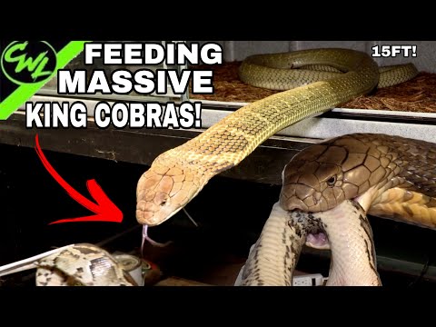 FEEDING MASSIVE KING COBRAS!!!
