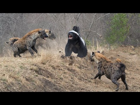 Thumbnail for 无所畏惧的蜜獾被一群鬣狗围攻，面对掏肛专家它能死里逃生吗