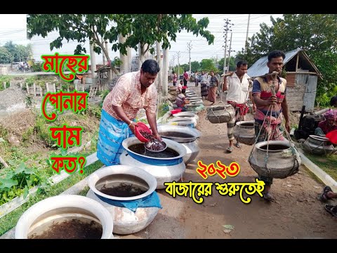 আসুন বাজার ঘুরে মাছের পোনার দাম জানি ।।(২০২৩ এ বাজারের শুরুতে আজকের প্রতিবেদন)মাছের পোনার দাম কত ?