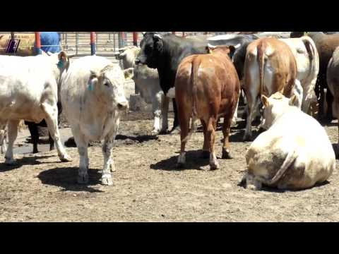 Thumbnail for Rancho El 17, empresa con sabor de exportación mexicana