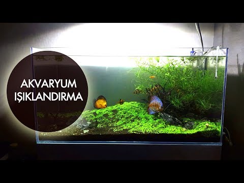 Akvaryumda Işıklandırma Nasıl Olmalı ?