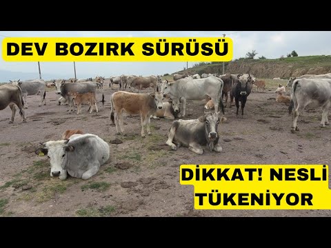 DEV BOZIRK SÜRÜSÜ BULDUM (Yerli Ve Milli Nesli Tükeniyor)