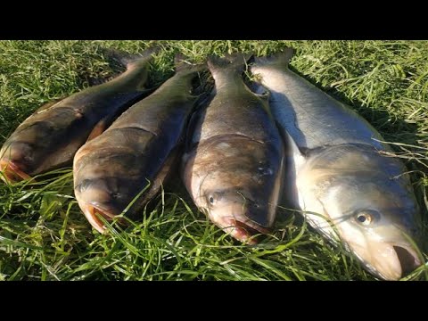 НОВАЯ СНАСТЬ НА ТОЛСТОЛОБА! ЛОВЛЯ ТОЛСТОЛОБА! рыбалка на толстолобика