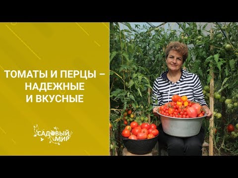 Томаты и перцы – надежные и вкусные