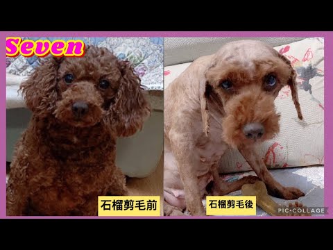 Thumbnail for #上 拉不拉多seven與老四直播2021-5-22????❤️????Labrador seven#seven是拉布拉多#寵物