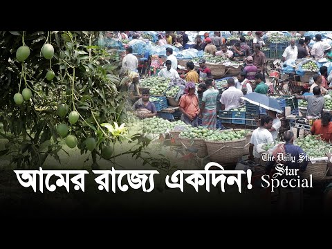 দেশের সবচেয়ে বড় আমের বাজার কানসাট | The biggest mango market in Bangladesh