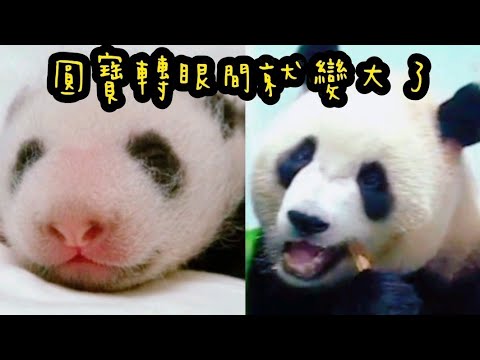 Thumbnail for 圓寶坐在許願洞下吃竹竿，乖乖巧巧好可愛|熊貓貓熊The Giant Panda Yuan Yuan and Yuan Bao|台北市立動物園