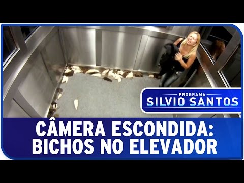 Thumbnail for Câmera Escondida: Bichos no Elevador