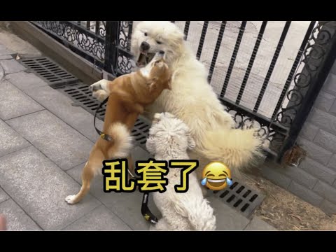 第一集 狗狗打架怎么办？这只柴犬打不过直接用屁股顶