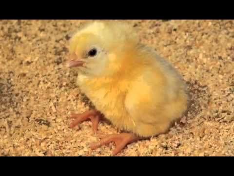 Pollito o Polluelo Cantando Sonido para Llamar El Mejor