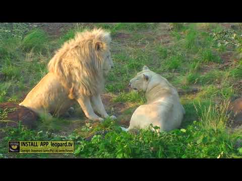 Thumbnail for Cutest Lion couple: Jack and Jill