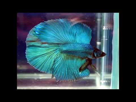 Thumbnail for Akvaryumda beslenen en güzel 12 balık türü