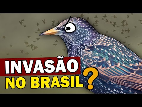 Estorninho: AVE INVASORA POTENCIAL chega ao Brasil e gera preocupação | PÁSSARO VIVE EM BANDOS
