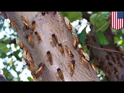 Cicadas 2017: Why are cicadas returning four years early? - TomoNews