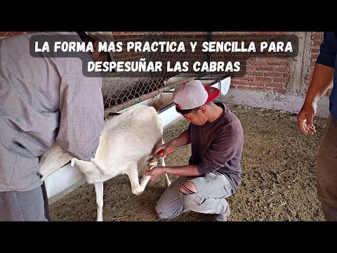 pezuñas grandes en chivas o boregas como cortarlas