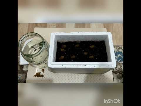 Thumbnail for Evde Sülük Üretmek.. Kokonlardan Sülük Çıkarttık!