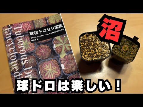Thumbnail for [沼にはまる人続出]食虫植物球根ドロセラを育ててみない？