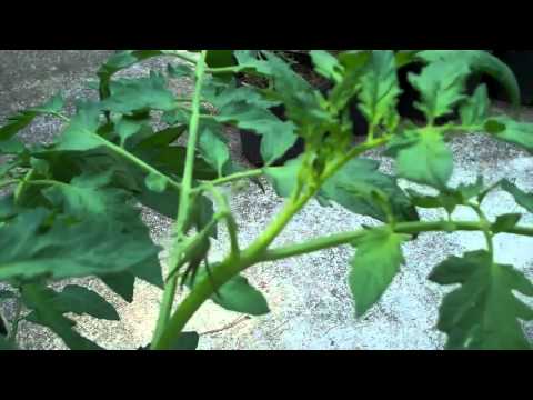 Tomato plant "suckering and topping" nctomatoman July 2 2011