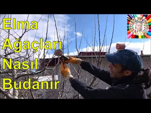 Thumbnail for Hiç Bilmeyene Göre Anlattım II Elma Budama