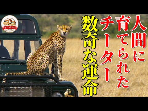 【人間に育てられたチーター】両親を殺された孤児から特殊な狩りをする名ハンターへ!『クイーン』の数奇な運命の記録【どうぶつ奇想天外/WAKUWAKU】