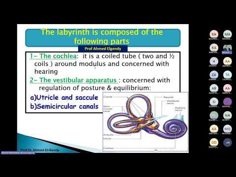 Physio. Vestibular system By Prof. Ahmed Algendy