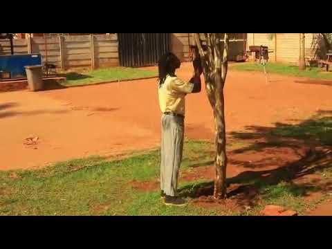 Baba Harare - Champaign YaGogo