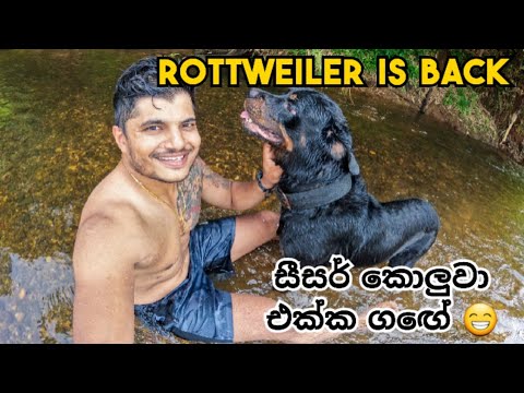 Thumbnail for සීසර් කොලුවා එක්ක ගඟේ ???? ROTTWEILER IS BACK