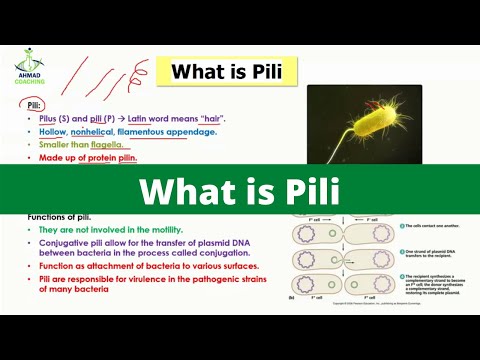 Thumbnail for what is pili | Bacterial Pili | Monera Kingdom