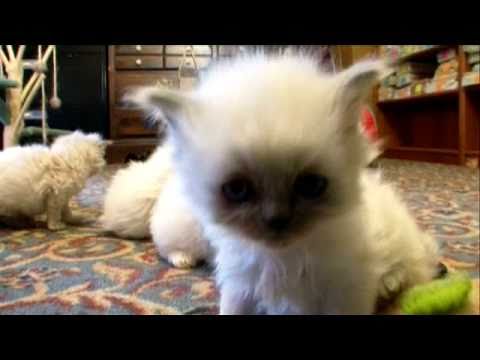 Thumbnail for Cats 101: Himalayan