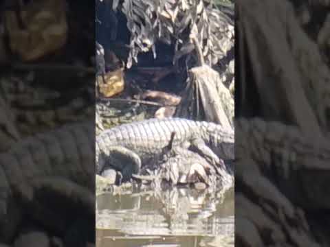 JACARÉ DE PAPO AMARELO TOMANDO SOL NO RIO CAPIBARIBE.