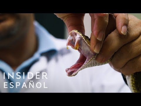 Thumbnail for Así se extrae el veneno de serpientes | Insider Español