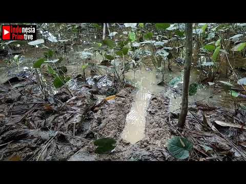 Membuat Perangkap Ikan Dengan Lubang Tanah